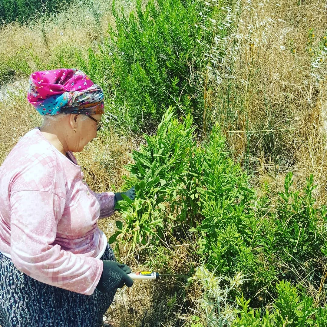 akhisar_yapiskan_andiz_otu4