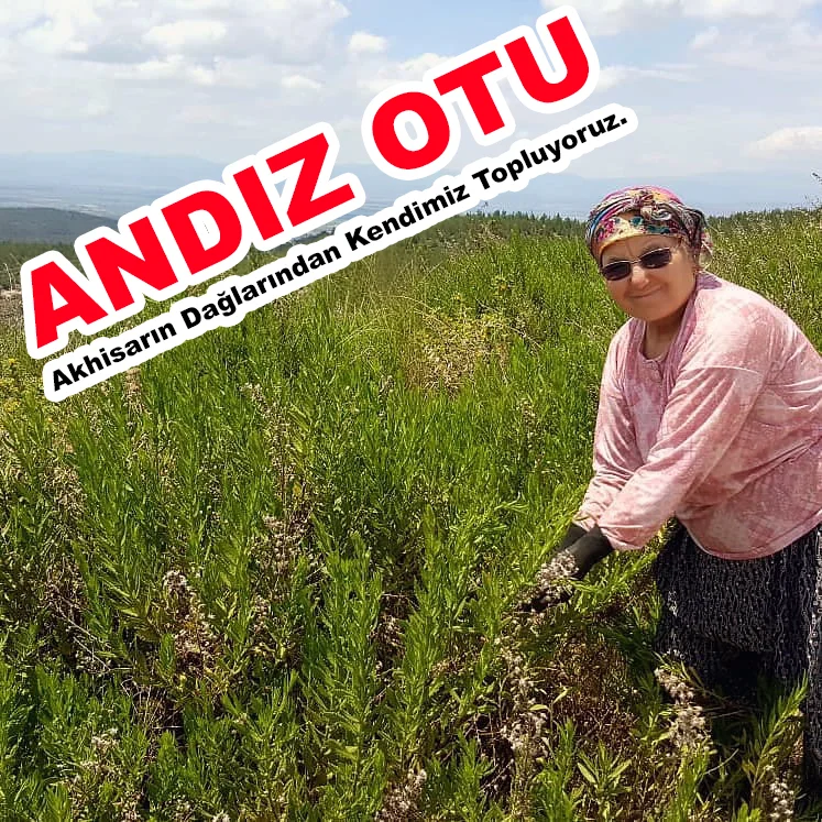 akhisar_yapiskan_andiz_otu5